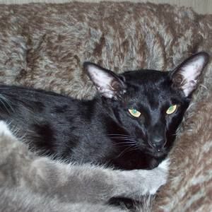 Meet your Posher, Margi